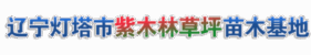 辽宁灯塔市紫木林草坪苗木基地